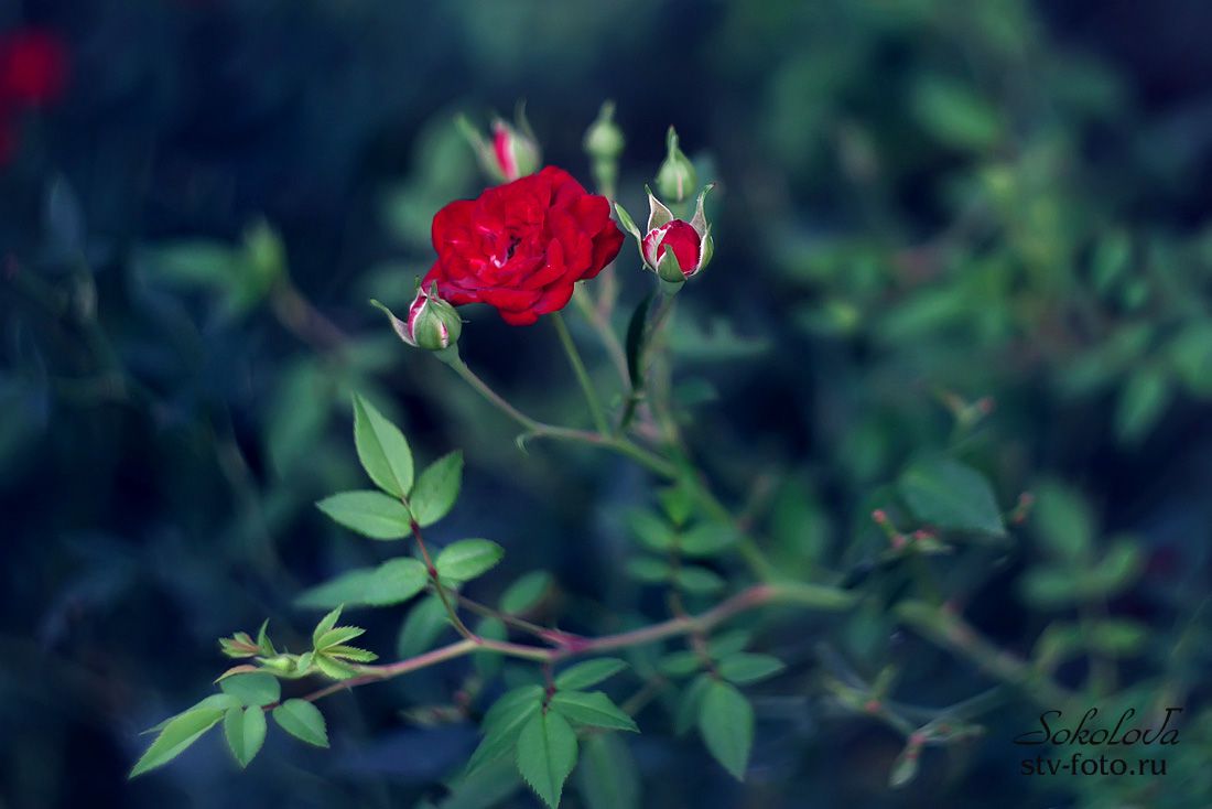 Красная роза – эмблема любви