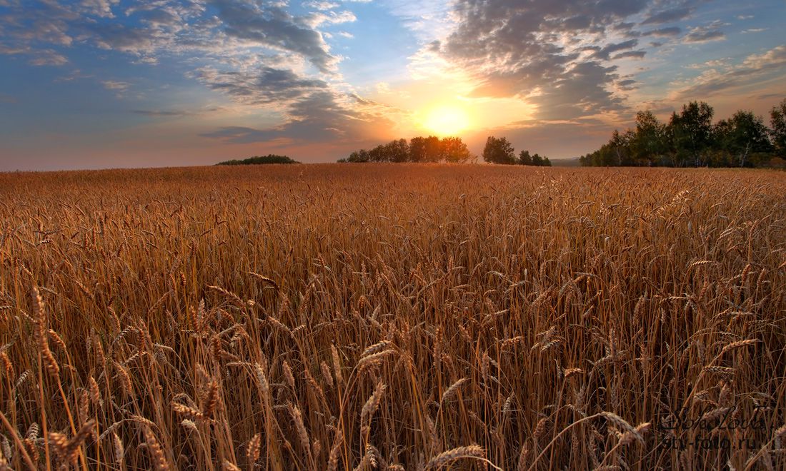Закат на пшеничном поле. Омская область, Сыропятский тракт